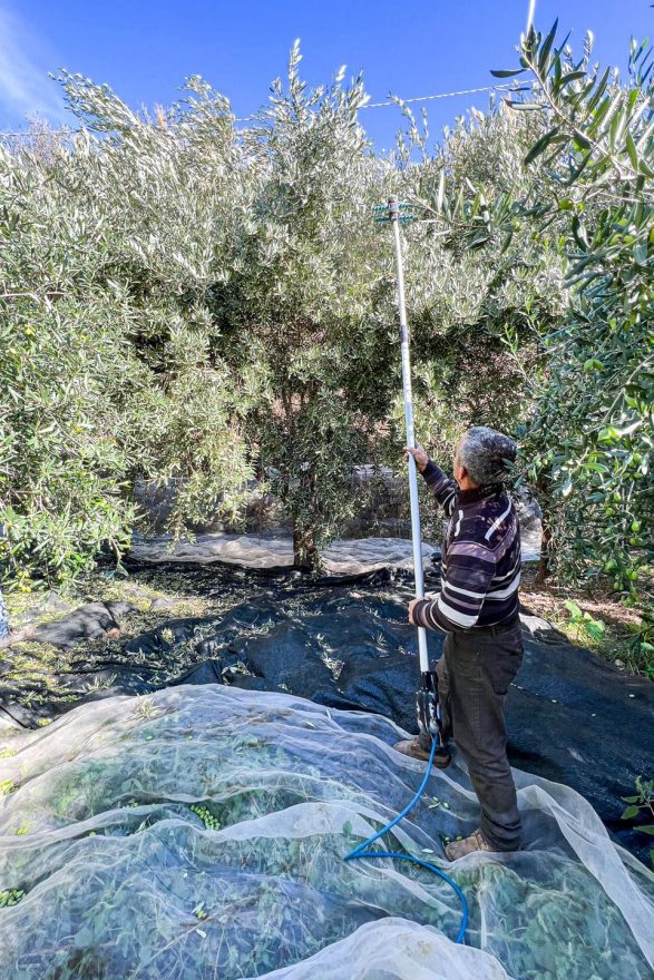 raccolta olive ischia ruffafno